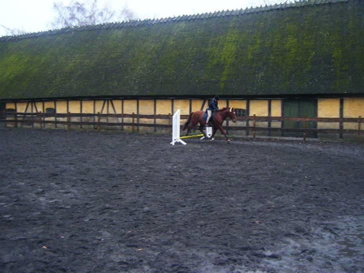 Frederiksborg Romeo bakkely (Thor) - Et lille gult spring, bare for sjov ;D billede 14