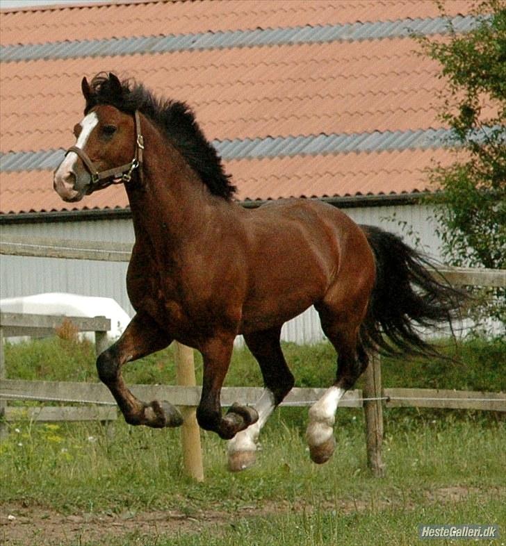 Welsh Cob (sec D) Kirz vanille Krokodille billede 12