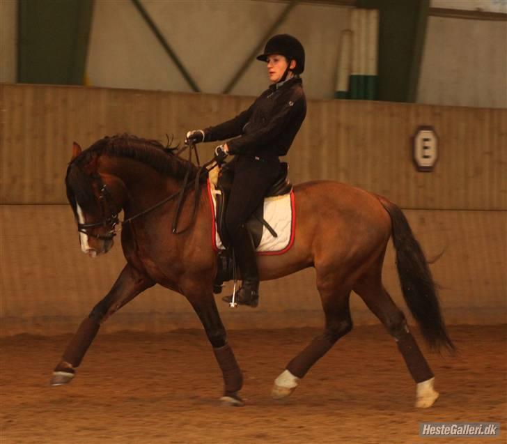 Welsh Cob (sec D) Kirz vanille Krokodille billede 14