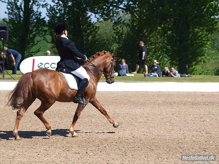 Tysk Sportspony Palermo - A-PONY billede 7