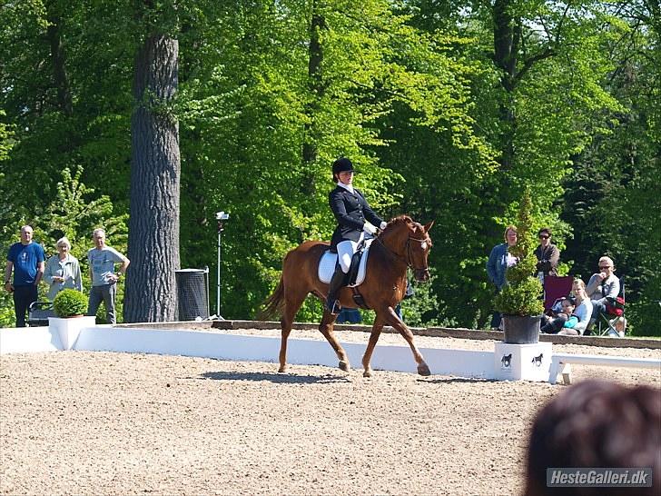 Tysk Sportspony Palermo - A-PONY billede 8