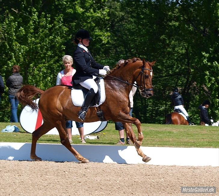 Tysk Sportspony Palermo - A-PONY billede 9