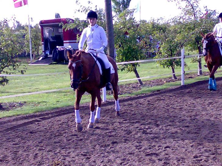 Tysk Sportspony Palermo - A-PONY - Landsstævne i Bogø 2009 :D billede 10
