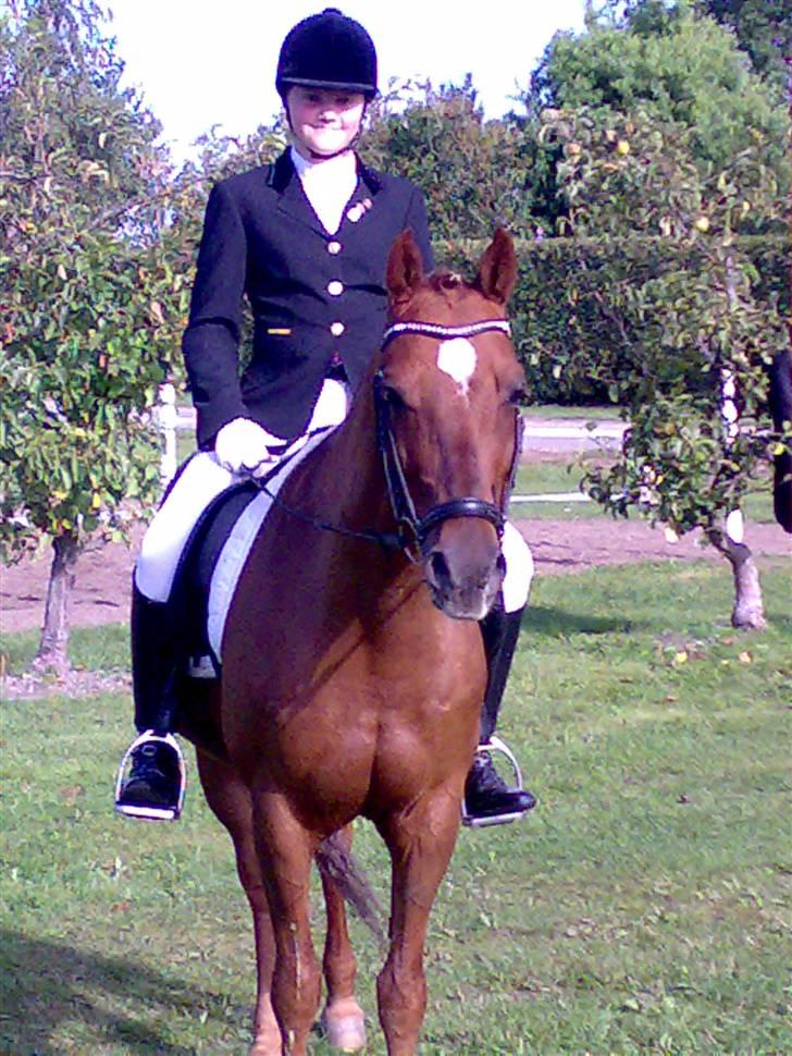 Tysk Sportspony Palermo - A-PONY - Landsstævne i Bogø 2009 :D billede 13