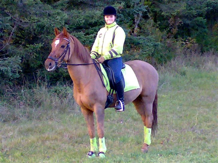 Tysk Sportspony Palermo - A-PONY - Vestbirk 2009 :D billede 16