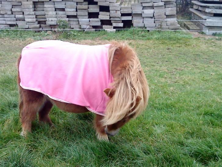 Miniature Elisa ( Eli ) - HVAD har jeg dog fået på ? :O billede 18