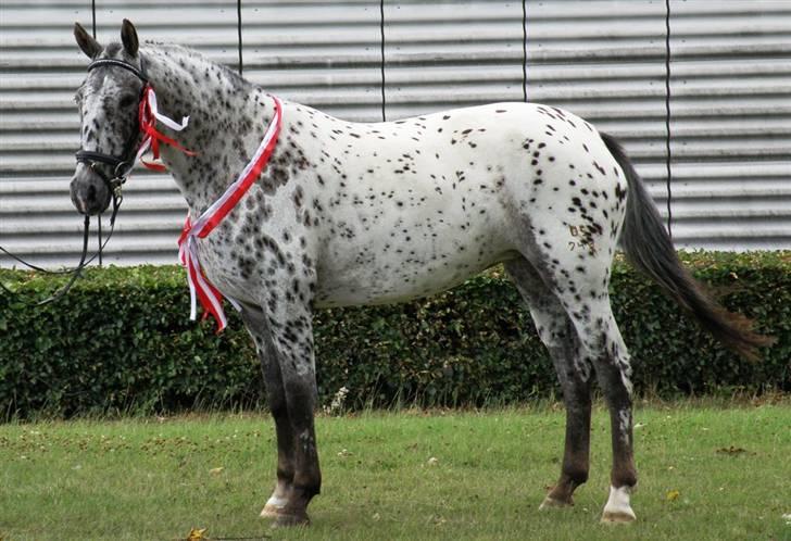 Knabstrupper Friis' Maria KNN 2342 billede 4