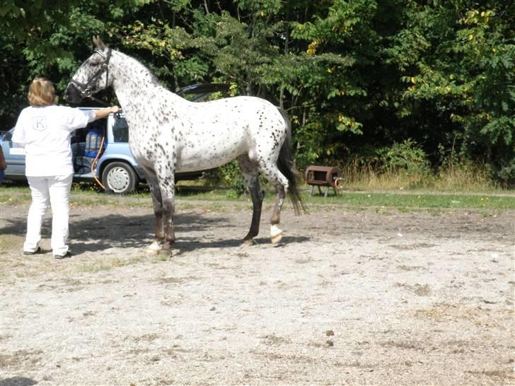 Knabstrupper Friis' Maria KNN 2342 - Flooot profil billede 6