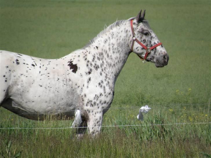 Knabstrupper Friis' Maria KNN 2342 billede 8