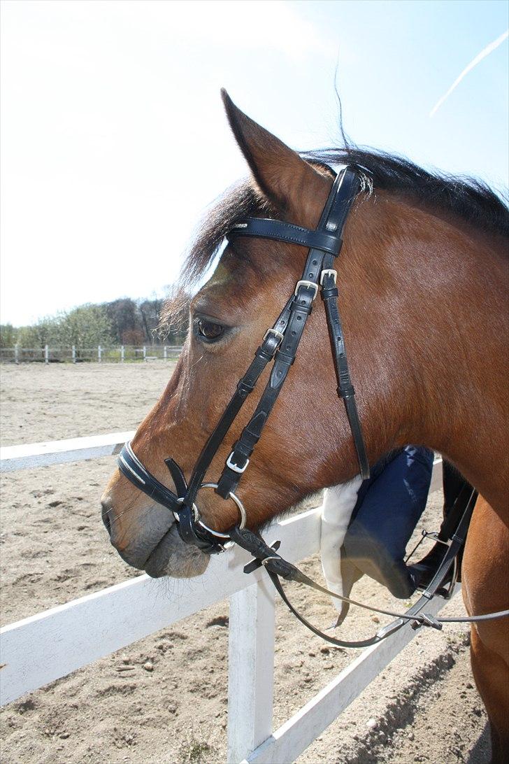 Anden særlig race Mr. Matrix - SMUKSAKKEN billede 17