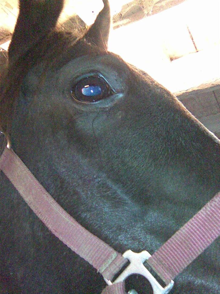 Arabisk fuldblod (OX) Kenzo *plejebarn pony* billede 15