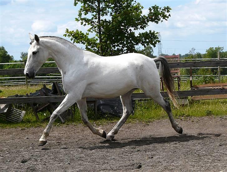 Lusitano Querida billede 1