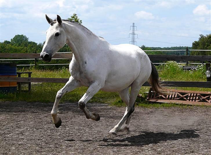 Lusitano Querida billede 2