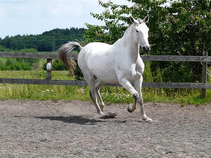 Lusitano Querida billede 3