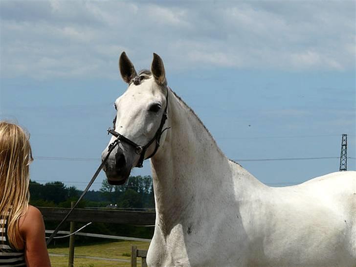 Lusitano Querida billede 4