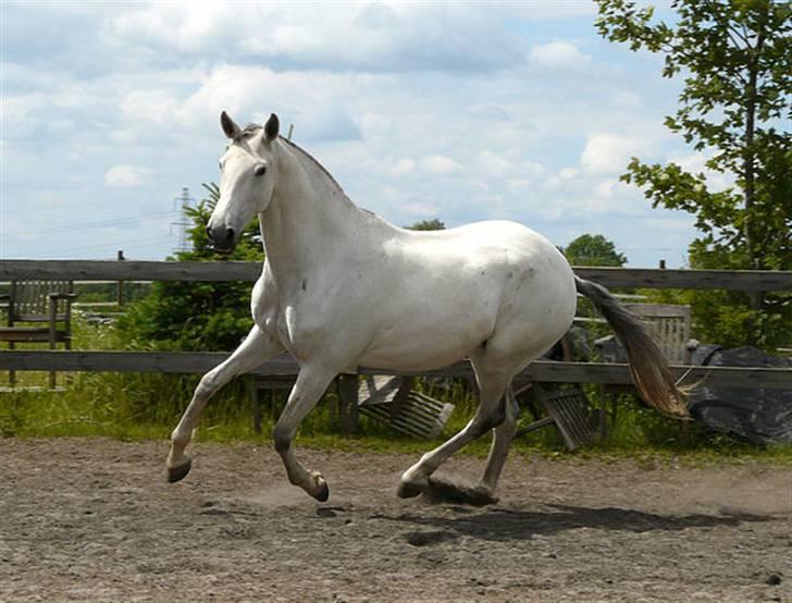 Lusitano Querida billede 5