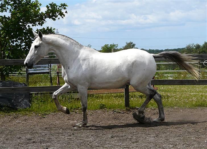 Lusitano Querida billede 6