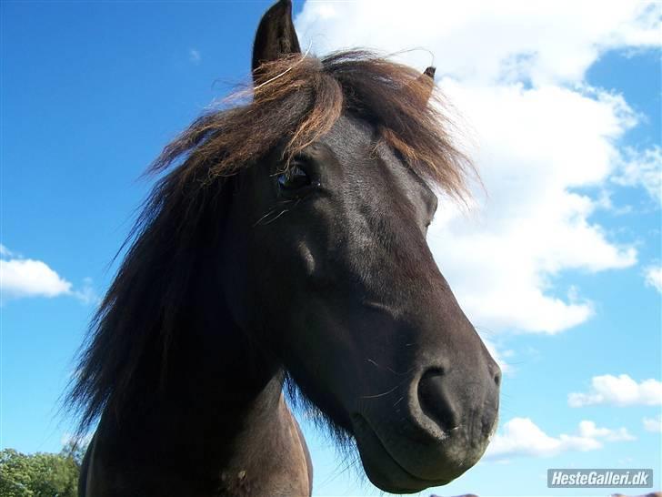 Shetlænder Magnum<3 , - Velkommen til magnum`s profil  billede 1