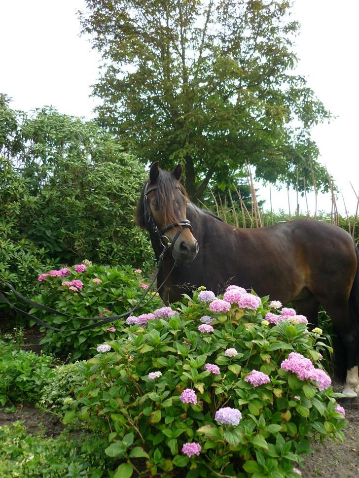 Tysk Sportspony Hr Tomnus R.I.P - Hvad sker der??????? billede 8