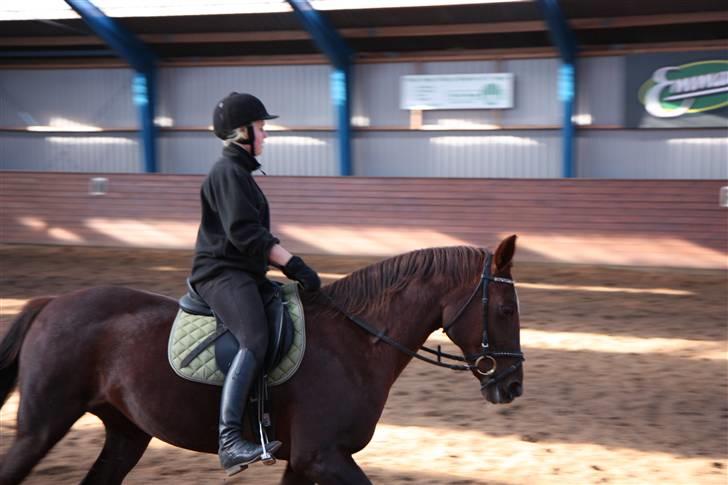 Anden særlig race Gucci  - Gucci (;  billede 13