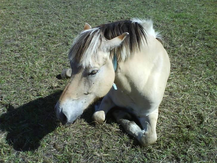 Fjordhest junior min dejlige hest - da min hest var kommet på krafterne igen :) billede 2
