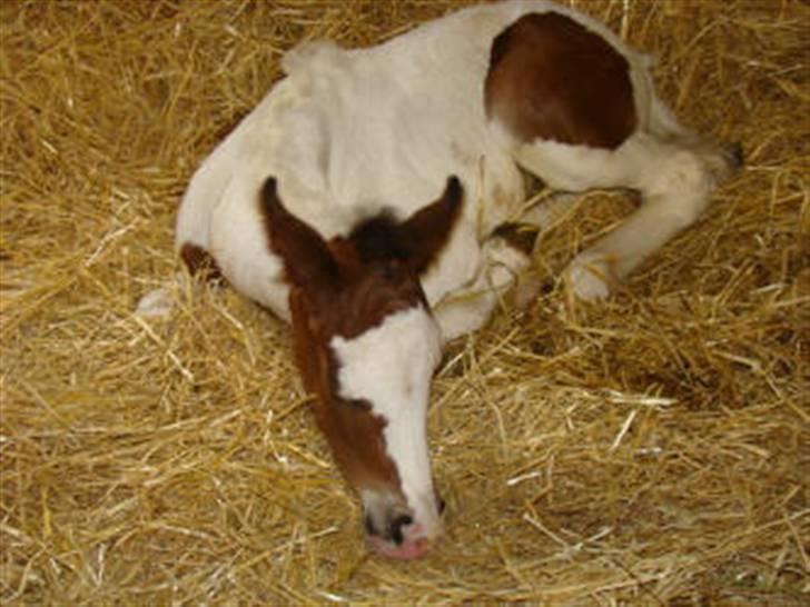 Pinto Hoelgaard's La Nelli - La Nelli som baby :)  Foto: Stutteri Hoelgaard.. billede 11