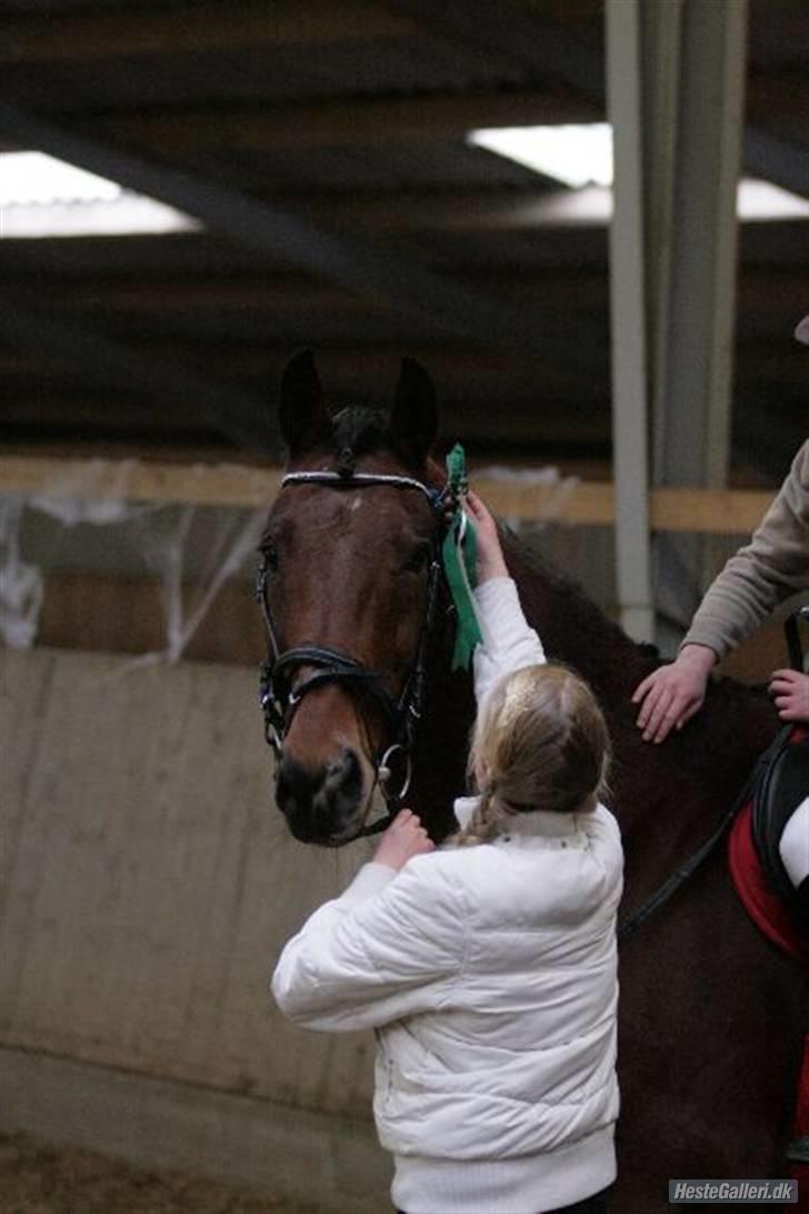 Hollandsk Varmblod Orlando "Olle" -maria - Taget af: Loden billede 10