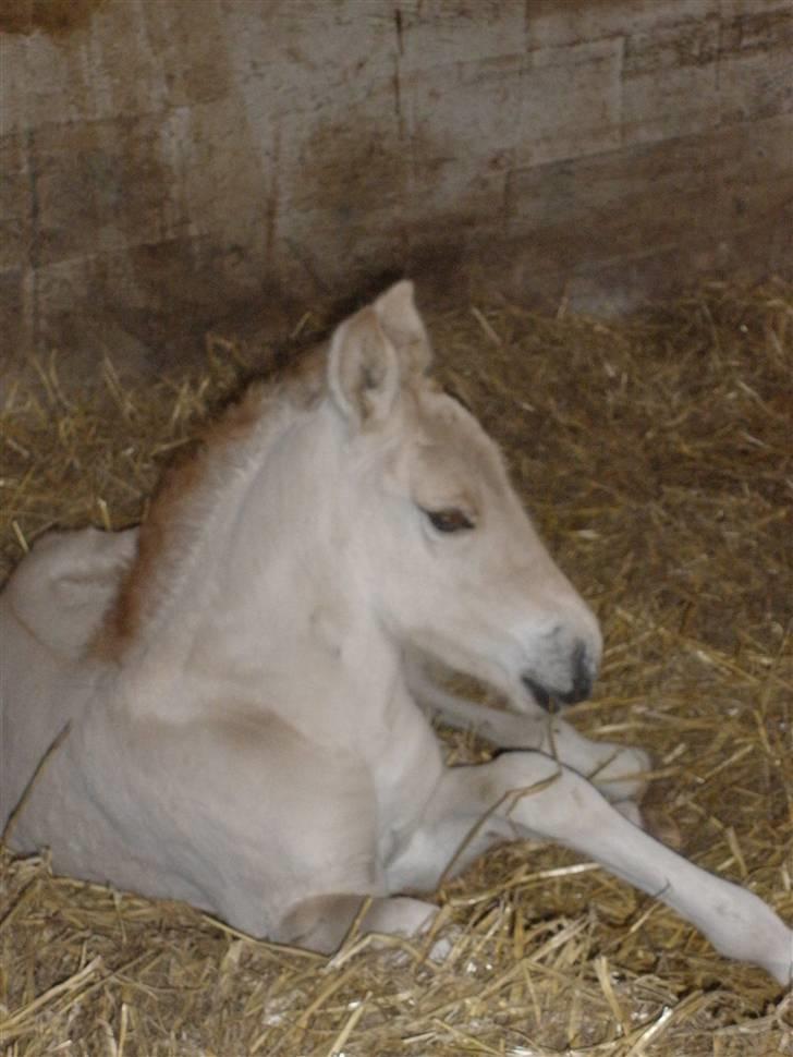 Fjordhest Lotte billede 7