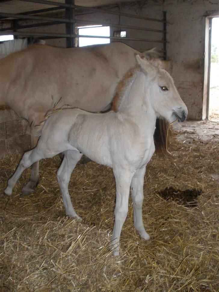 Fjordhest Lotte billede 8