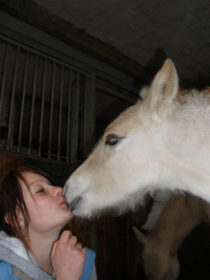 Fjordhest Lotte billede 9
