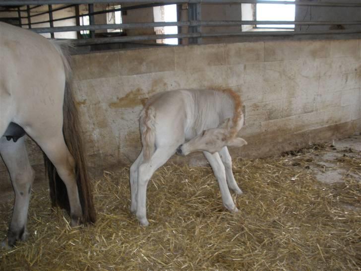 Fjordhest Lotte billede 10