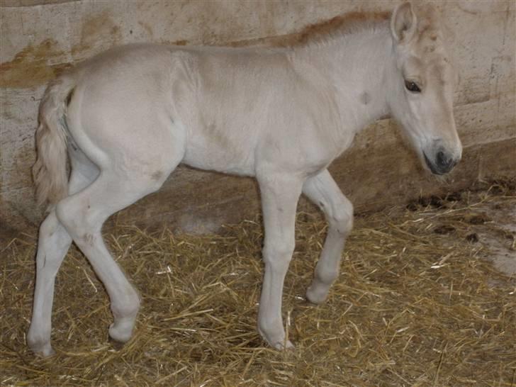 Fjordhest Lotte billede 11