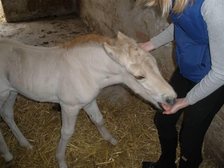 Fjordhest Lotte billede 12
