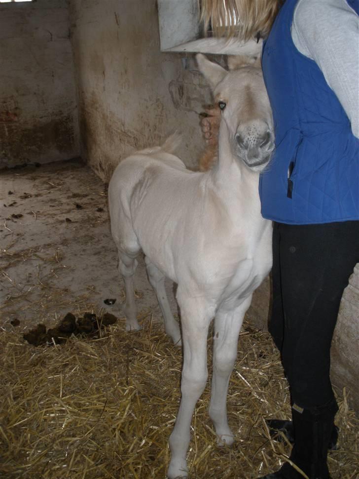 Fjordhest Lotte billede 13