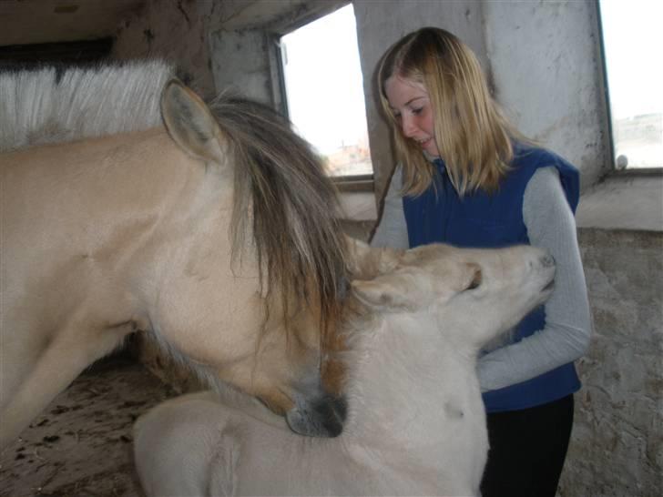 Fjordhest Lotte billede 14