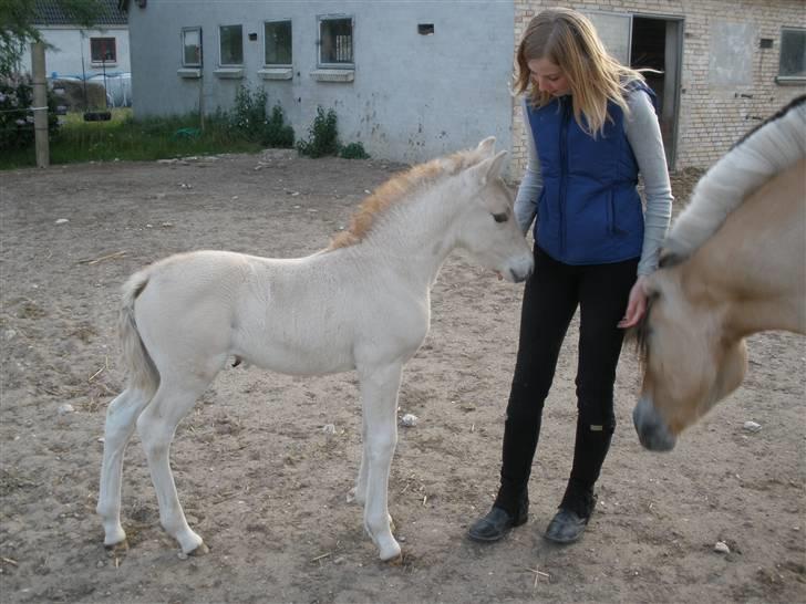 Fjordhest Lotte billede 15