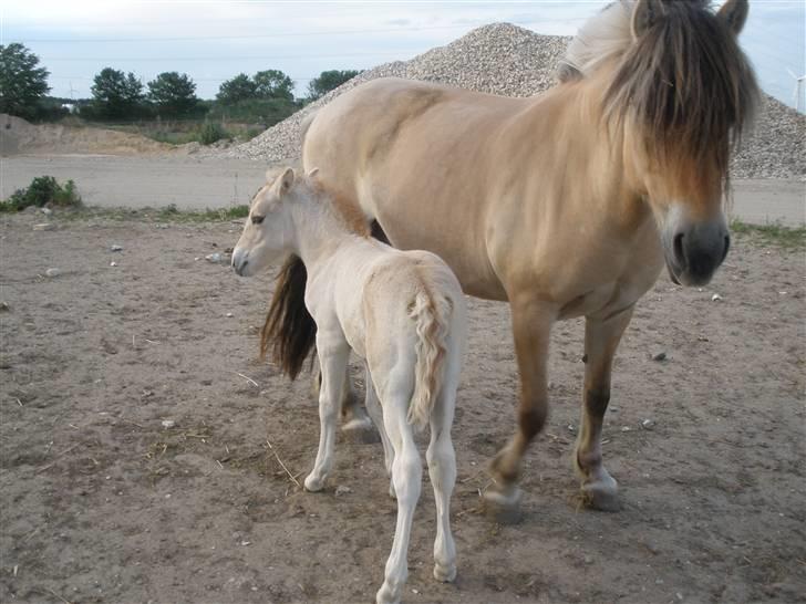 Fjordhest Lotte billede 16