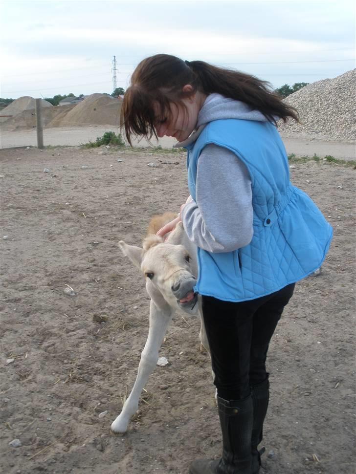 Fjordhest Lotte billede 17