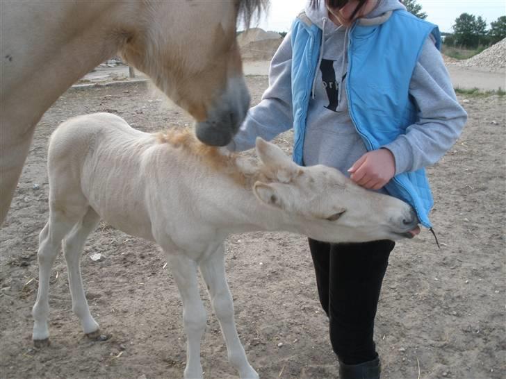 Fjordhest Lotte billede 18