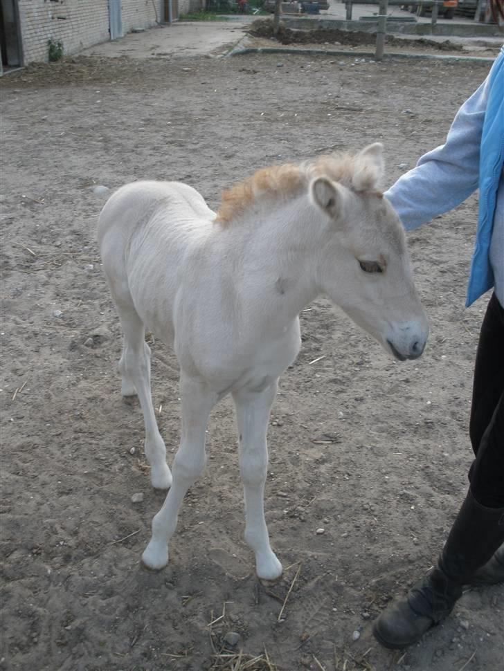 Fjordhest Lotte billede 19