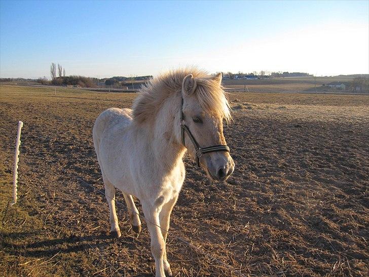 Fjordhest Lotte - Foto: TG billede 3