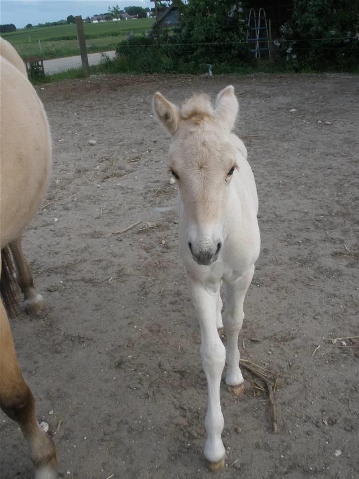 Fjordhest Lotte billede 20