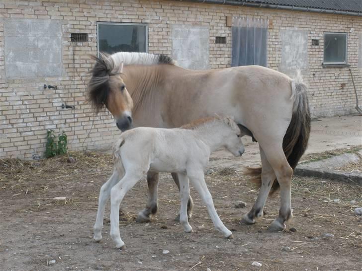 Fjordhest Lotte billede 22
