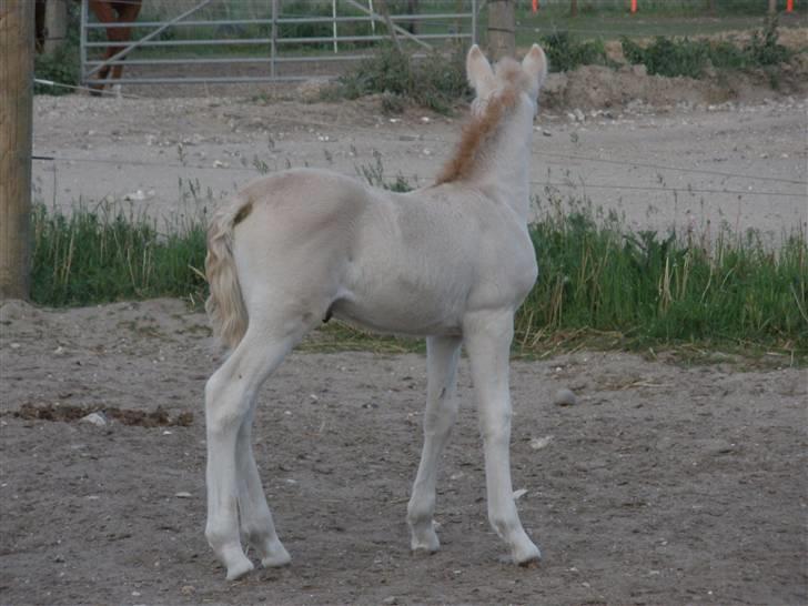 Fjordhest Lotte billede 23