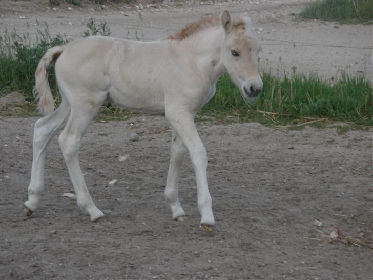 Fjordhest Lotte billede 21