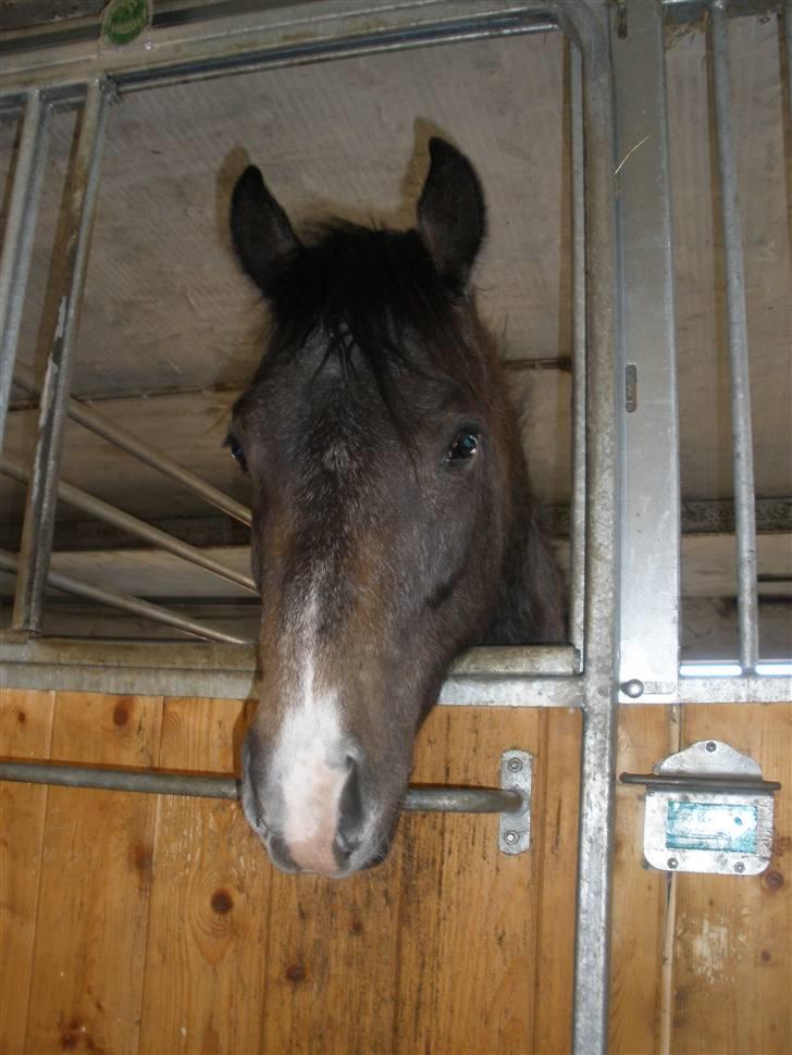 New Forest Saxenhøj's Joakim billede 1