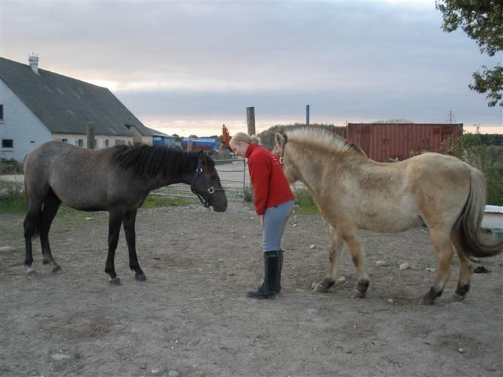 New Forest Saxenhøj's Joakim billede 3