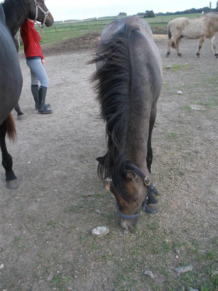 New Forest Saxenhøj's Joakim billede 4