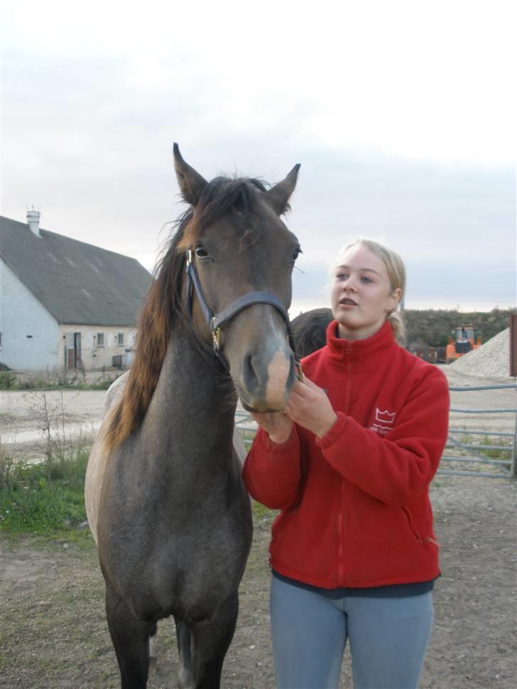 New Forest Saxenhøj's Joakim billede 5