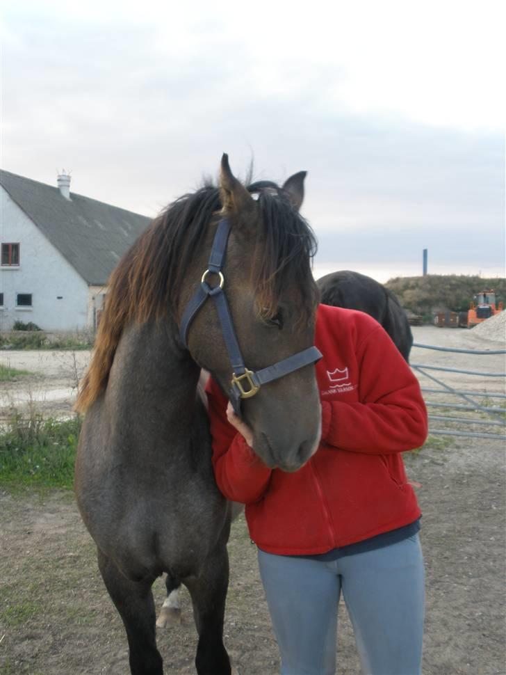 New Forest Saxenhøj's Joakim billede 6